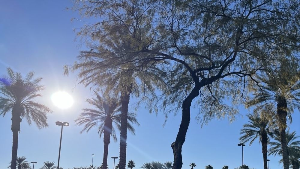 Best Ways to Enjoy CBD Tea: Morning, Afternoon, or Night?